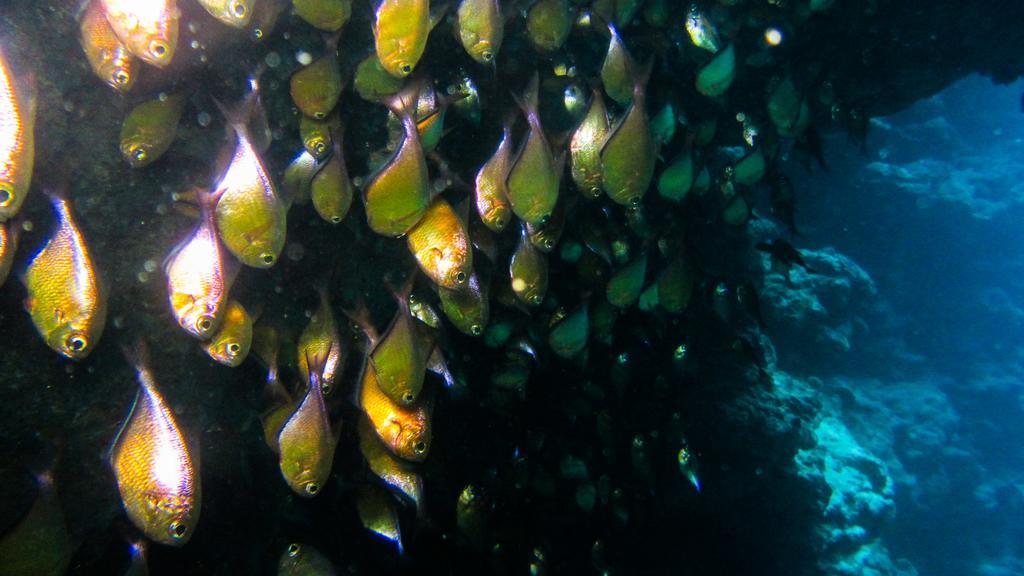 Deep Blue Divers