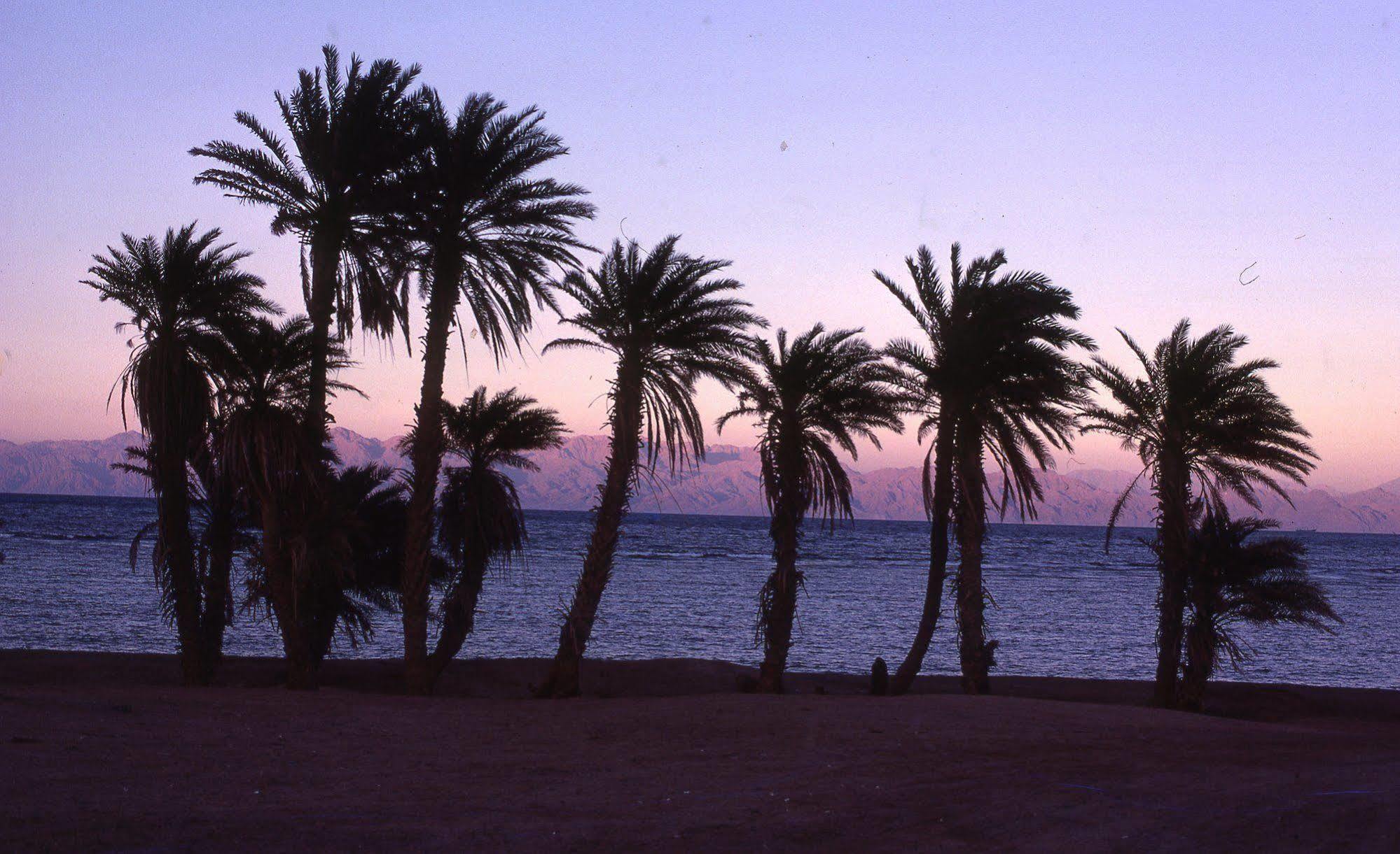 Star Of * Dahab