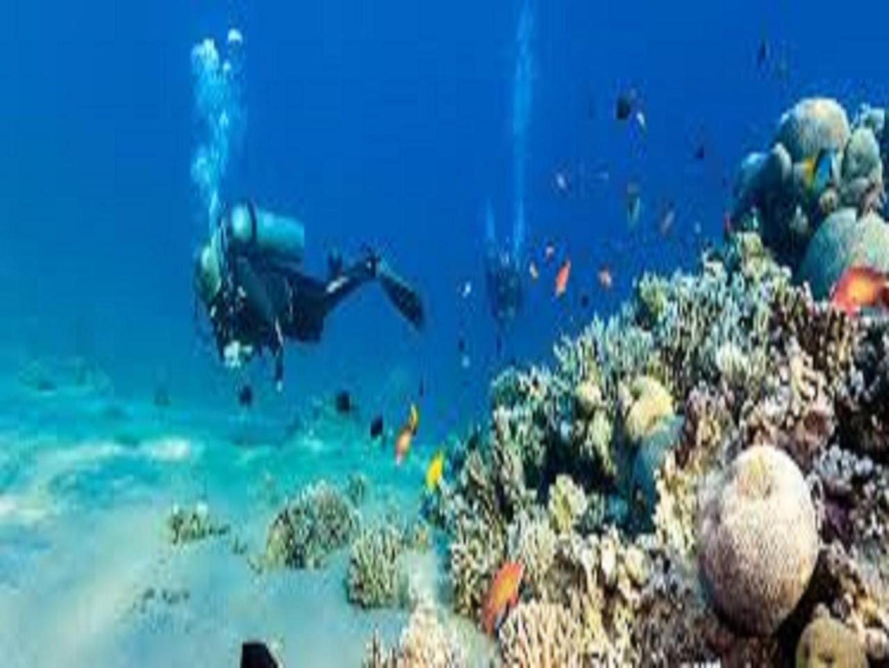 Jimmy Oda ve Kahvaltı Dahab