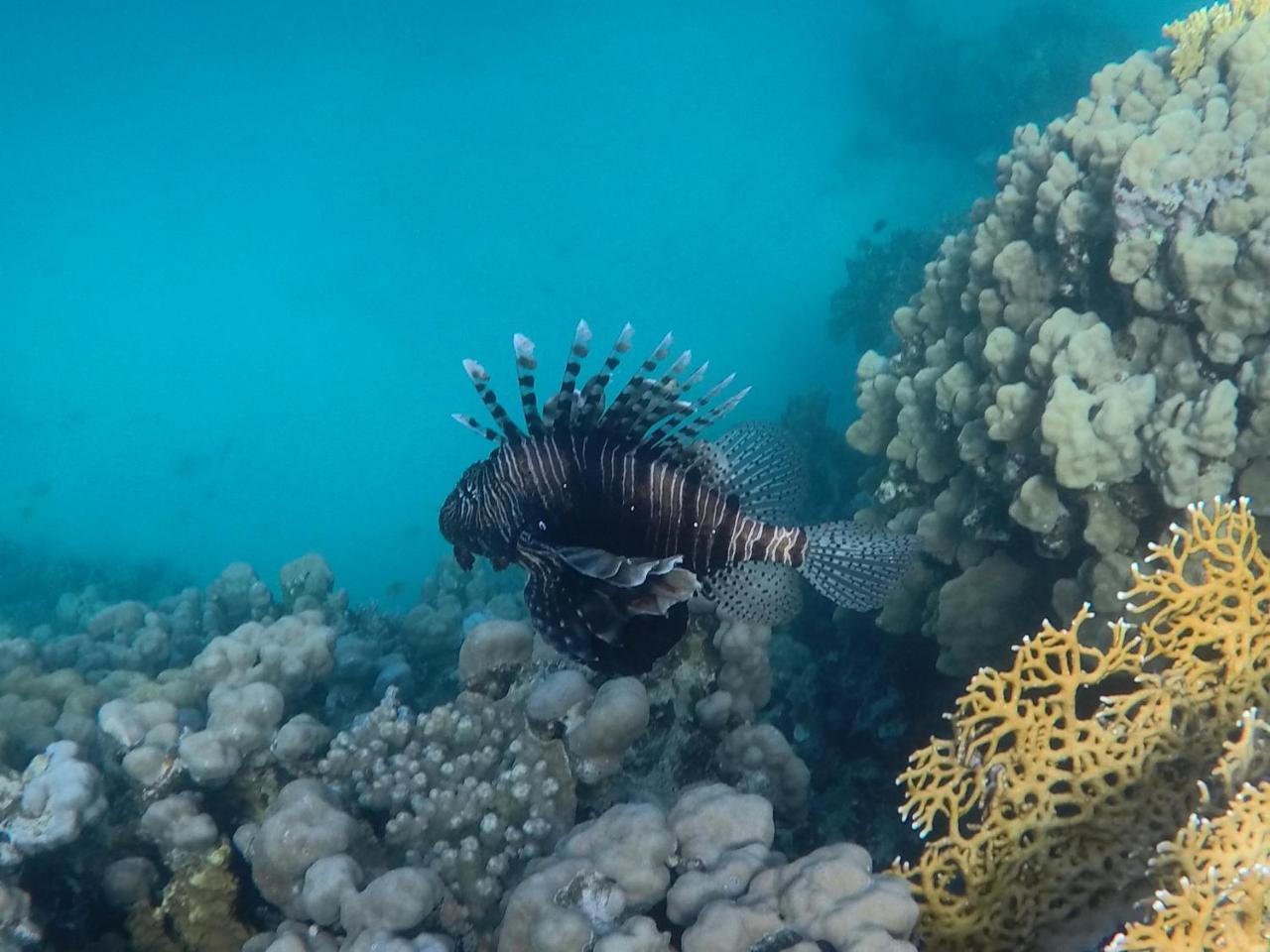 Nakhil Nuweiba
